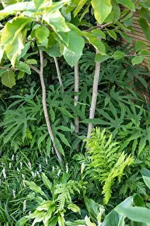 Calming Prints: Fatsia polycarpa Green Fingers (aralia)