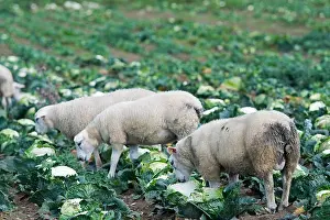 Arable Prints: Fattening lambs on cauliflower crop, Lancashire, UK