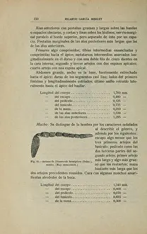 Terrestrial Prints: Fauna Ibérica documents the wildlife of the Iberian Peninsula