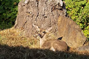 Fawn Prints: A fawn resting next to a tree in Eugene, Oregon
