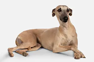 Fawn Prints: Fawn Whippet lying down, front paws crossed
