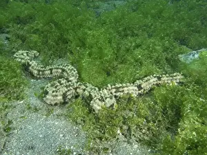 Serpentes Prints: Feather mouth sea cucumber (Synapta maculata) in a dense