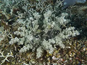 Fires Prints: Feathered anemone, hellfire (Actinodendron plumosum)
