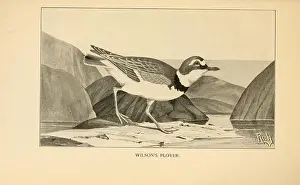 Catalog Prints: Feathered game of the Northeast (Pl. 14) (8473874478)
