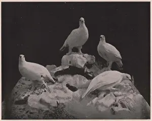 Halftone Prints: A Feathered Quartet - In the Government Building at the World's Fair was a splendid zoological collection