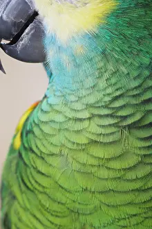 Green Color Prints: Feathers of parrot
