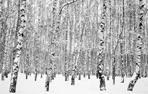Temperature Prints: February winter birch trees with snow-covered branches and trunks black and white