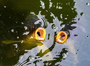 Fish Food Prints: Feed ME