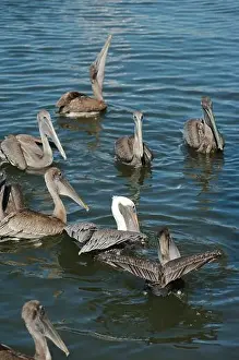 Grab Prints: Feeding Frenzy of Multiple Florida Pelicans near a fish cleaning station getting into position to grab fish parts being