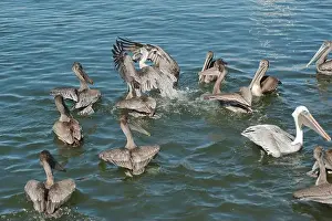 Grab Prints: Feeding Frenzy of Multiple Florida Pelicans near a fish cleaning station getting into position to grab fish parts being