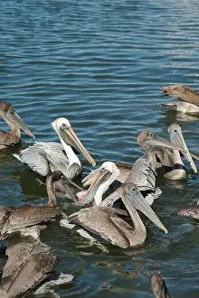 Grab Prints: Feeding Frenzy of Multiple Florida Pelicans near a fish cleaning station getting into position to grab fish parts being