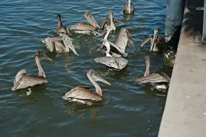 Grab Prints: Feeding Frenzy of Multiple Florida Pelicans near a fish cleaning station getting into position to grab fish parts being