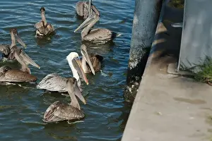 Grab Prints: Feeding Frenzy of Multiple Florida Pelicans near a fish cleaning station getting into position to grab fish parts being