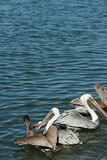 Grab Prints: Feeding Frenzy of Multiple Florida Pelicans near a fish cleaning station getting into position to grab fish parts being