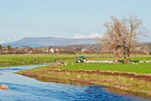 Bucolic Prints: Feeding time. Sheep cluster round the farmer's tractor on the banks of the River Ribble at Ribchester