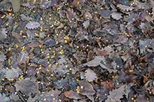 Overhead View Prints: Feeding wild boar in forest, Lorraine, France