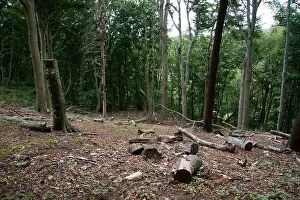 felled beech trees in the Ardey mountains near the city of Wetter