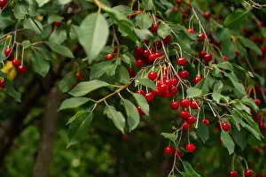 Brightly Prints: Felted Cherry Berries on Green Branch. Harvest of berries in a farmer's orchard