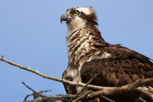 Turning Prints: A femail osprey fluffing out her feathers and sitting on her nest