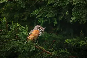 Delaware Prints: Female American Robin with nesting material perched in arborvitae