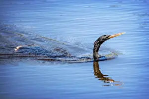 Mangrove Prints: A female Anhinga (Anhinga anhinga) near Marco Island, Florida