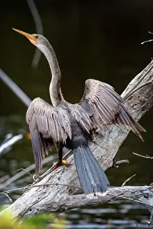 Mangrove Prints: A female Anhinga (Anhinga anhinga) near Marco Island, Florida