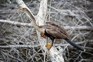 Mangrove Prints: A female Anhinga (Anhinga anhinga) near Marco Island, Florida