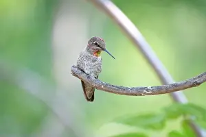 Fuji Prints: A female Anna's hummingbird perches on a branch in front of a green background in Ashland