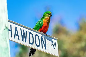 Street Sign Prints: A female Australian King Parrot sitting on a road sign at Kennett Park along the Great Ocean Road