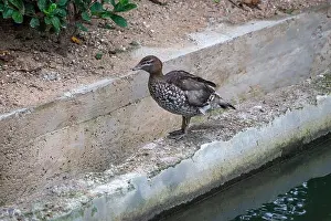Geese Prints: Female Australian Wood Duck (Chenonetta jubata)