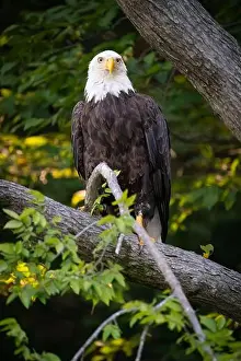 Talons Prints: A female bald eagle perched along the James River