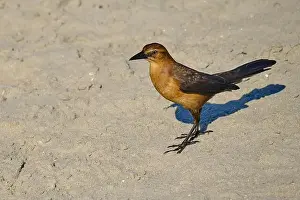 South Carolina Prints: A female boat tailed grackle on the beach in Myrtle Beach South Carolina USA