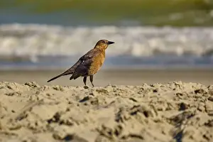 South Carolina Prints: A female boat tailed grackle on the beach in Myrtle Beach South Carolina USA