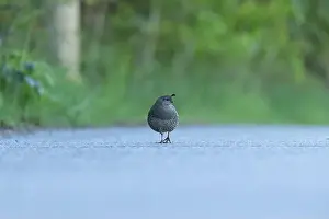 Blank Space Prints: Female California Quail isolated on a road with green background from a low angle in Victoria