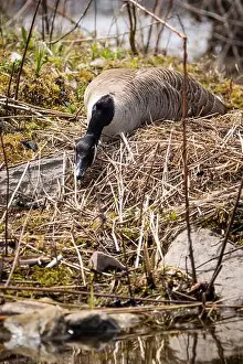 Mother Goose Prints: A female Canada Goose is keeping a low profile while incubating its eggs along the St