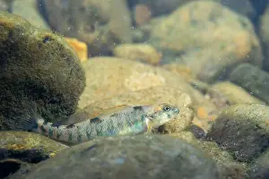 Colorful Fish Prints: Female candy darter in riverbed