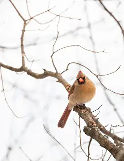 Kingston Prints: Female cardinal bird sitting on tree branch on cloudy winter day