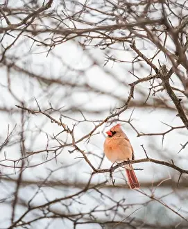 Kingston Prints: Female cardinal bird sitting on tree branch on cloudy winter day