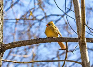 Central Park Prints: Female cardinal in the Ramble