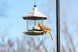 Birdseed Prints: A female cardinal sits at a bird feeder in Northeast Indiana, USA