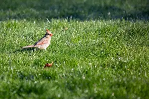A female cardinal sits in the grass in Northeast Indiana, USA