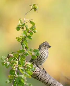 Finch Prints: Female Cassin's finch, Fall season