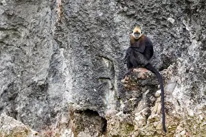 Endangered Species Prints: A female Cat Ba langur (Trachypithecus p. poliocephalus), Cat Ba Island, Vietnam