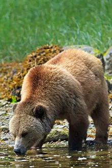 Ruminant Prints: Female coastal Grizzly bear drinking from ocean on a sunny day along the coast of British Columbia