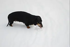 Thirst Prints: Female of dachshund dog eating snow while playing outdoor at winter season