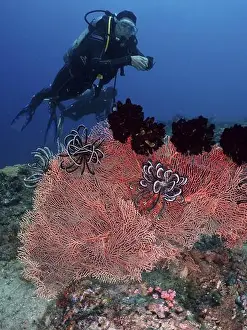 Sea Stars Prints: A female diver explores a coral reef with red knot fan (Melithaea ochracea)
