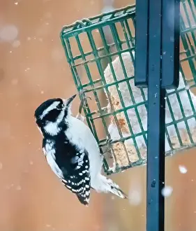 Woodpecker Prints: Female downy woodpecker eating suet while perched on the backyard feeder on a snowy spring day in Taylors Falls