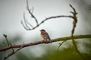 Thrush Prints: Female Eastern Bluebird perched on a pine tree branch at Skidaway Island State Park, GA