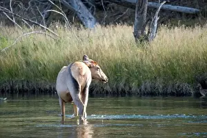 Antler Prints: a female Elk (Cervus canadensis) standing in a river