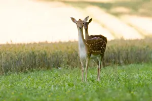 Artiodactyla Prints: Female Fallow deer Dama dama feeding in wheat field